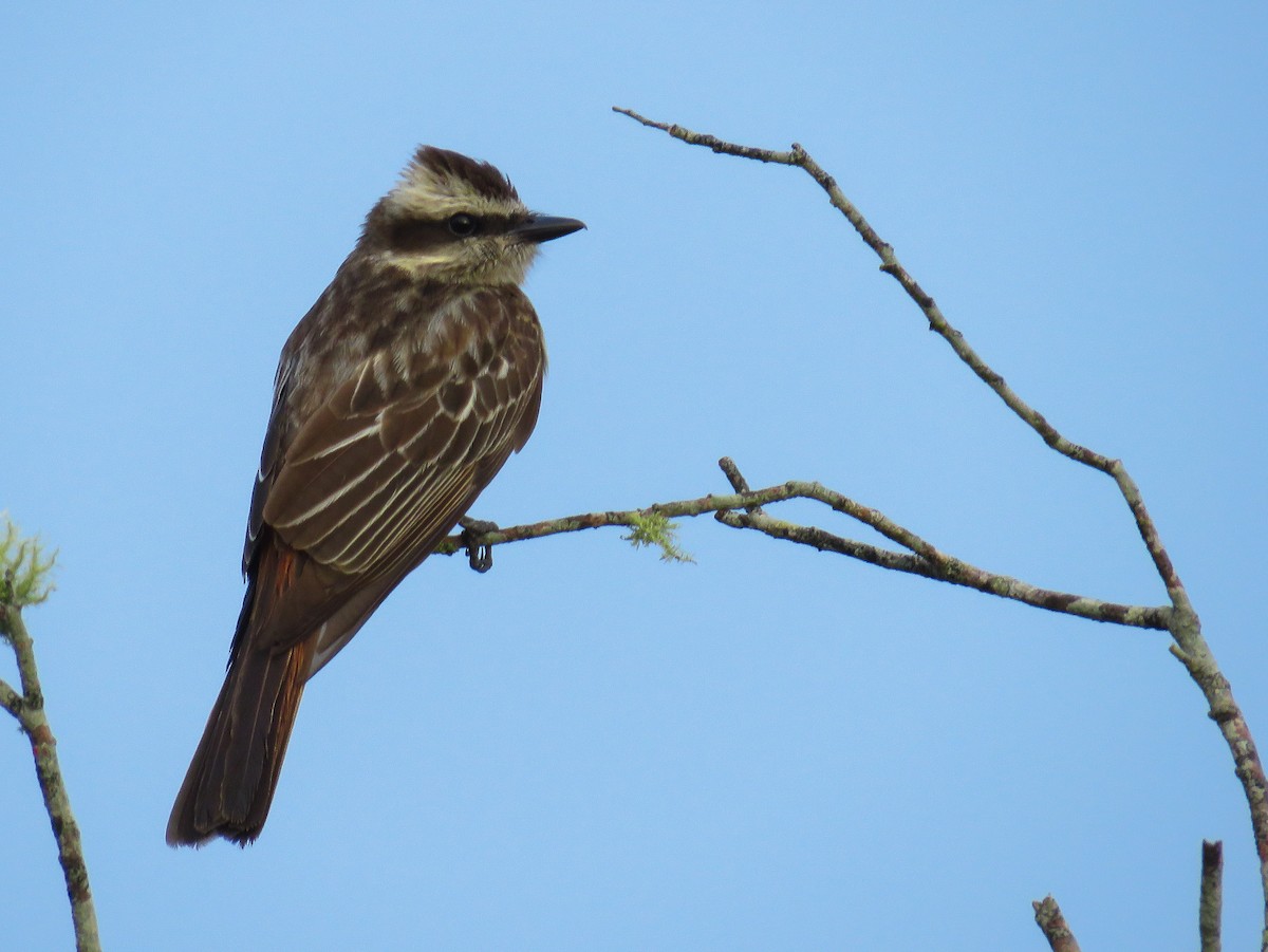 Variegated Flycatcher - ML80045361