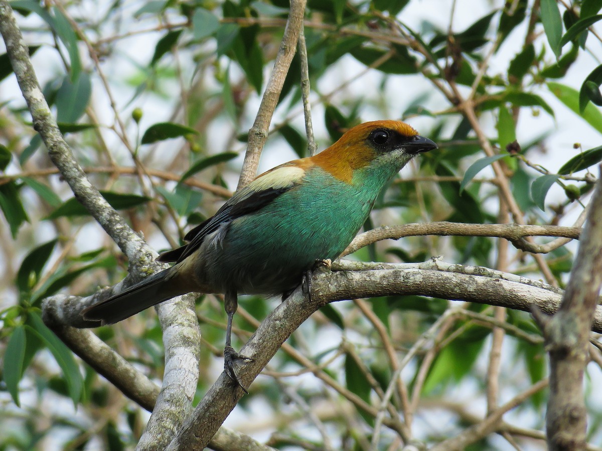 Chestnut-backed Tanager - ML80045501