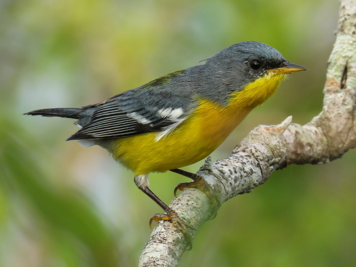 Parula Pitiayumí - ML80045721