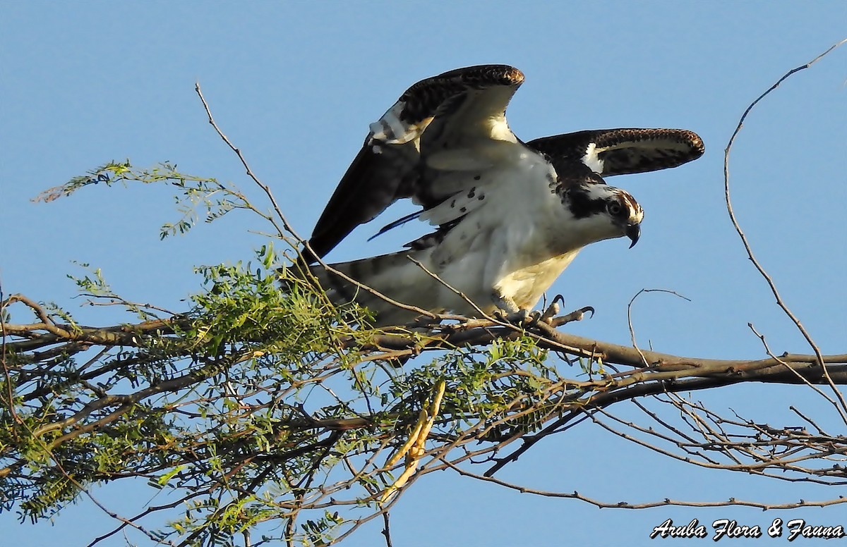 Osprey - Ross Wauben