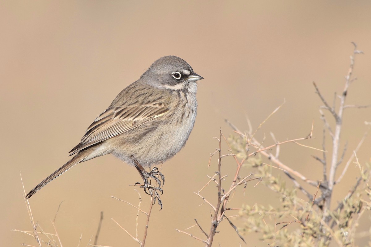 Sagebrush Sparrow - Marky “Dark Arremon” Mutchler