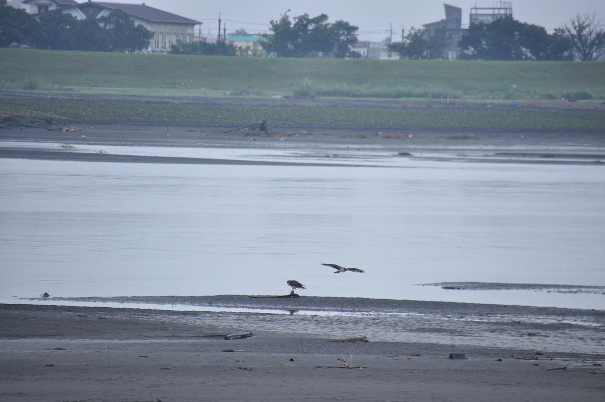 Balbuzard pêcheur - ML80050101