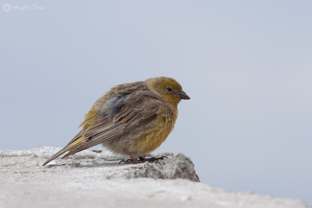 Greater Yellow-Finch - Ariel Cabrera Foix