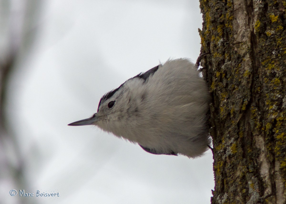 White-breasted Nuthatch - Marc Boisvert