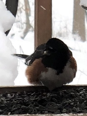 Eastern Towhee - ML80054661