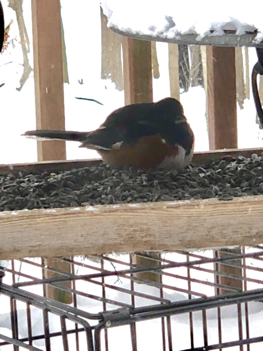 Eastern Towhee - ML80054711