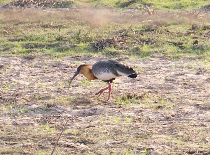 ibis bělokřídlý - ML80055311