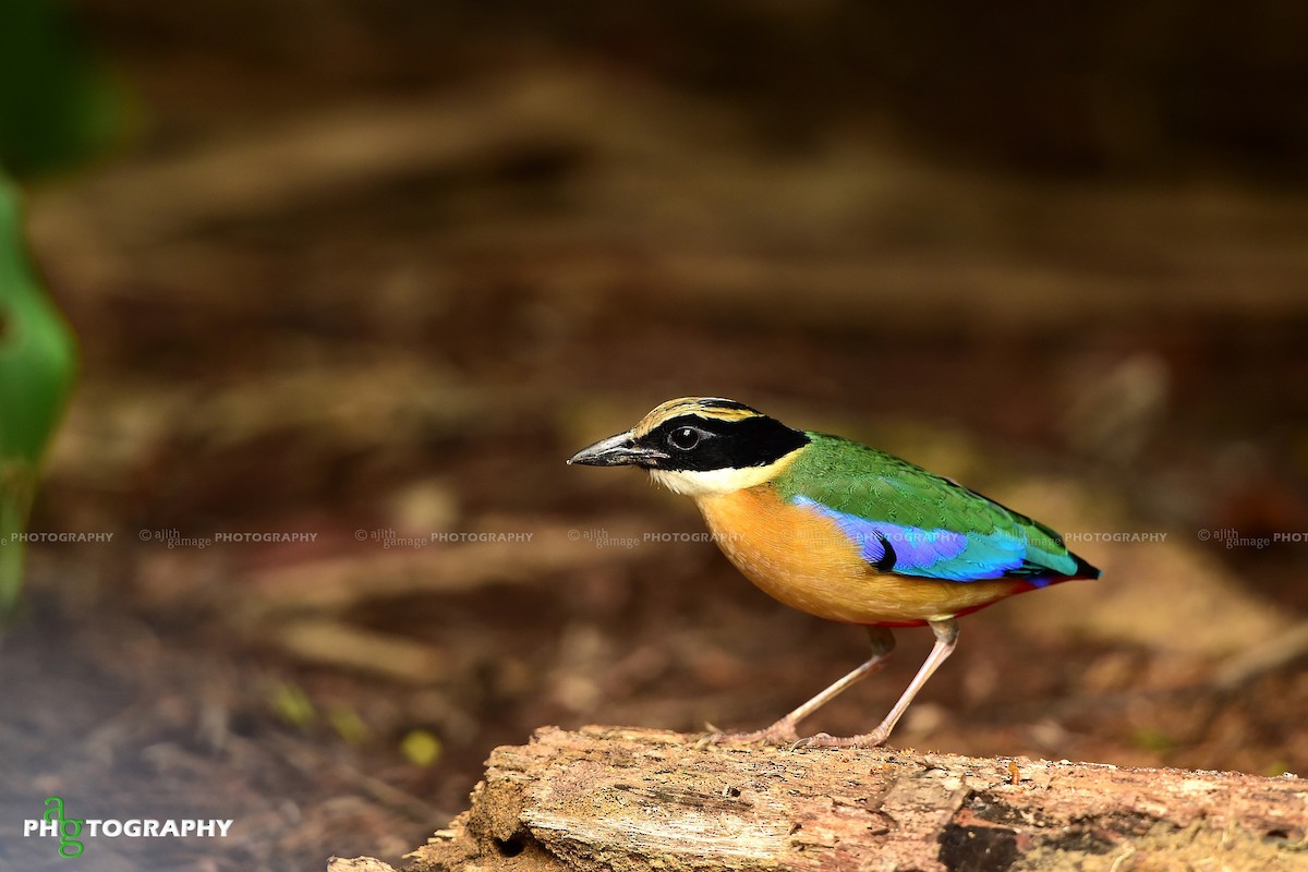 Blauflügelpitta - ML80055441