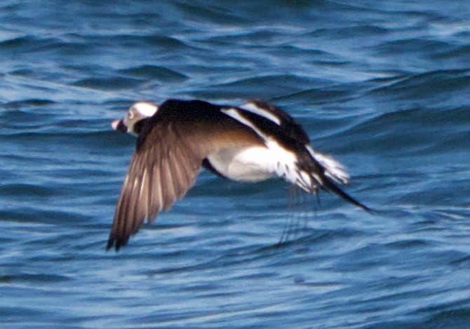 Long-tailed Duck - ML80056071
