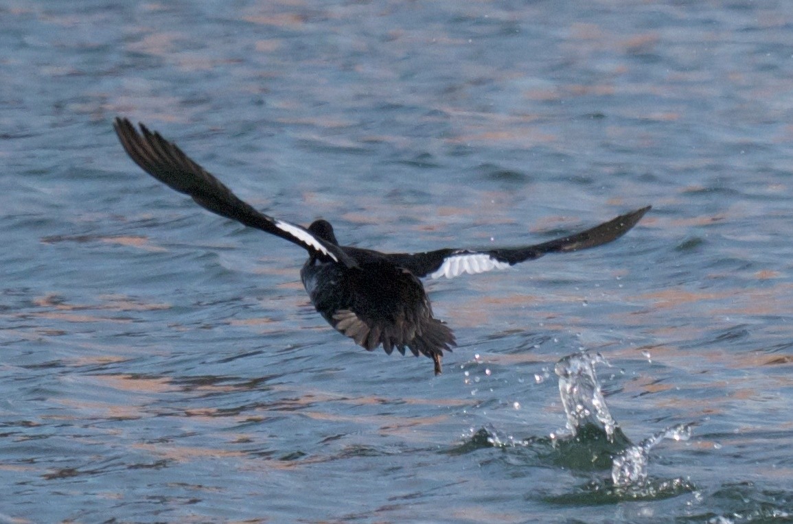 Common Goldeneye - ML80056221