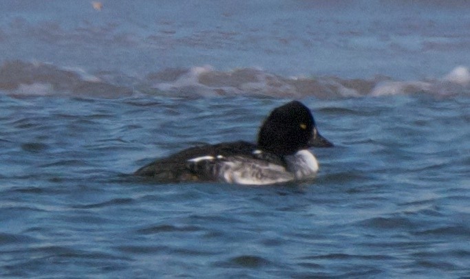 Common Goldeneye - ML80056251