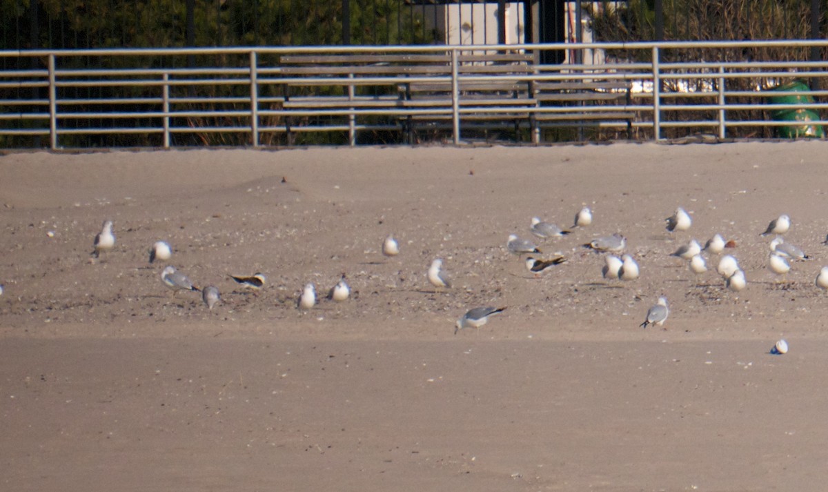 Black Skimmer - ML80056311