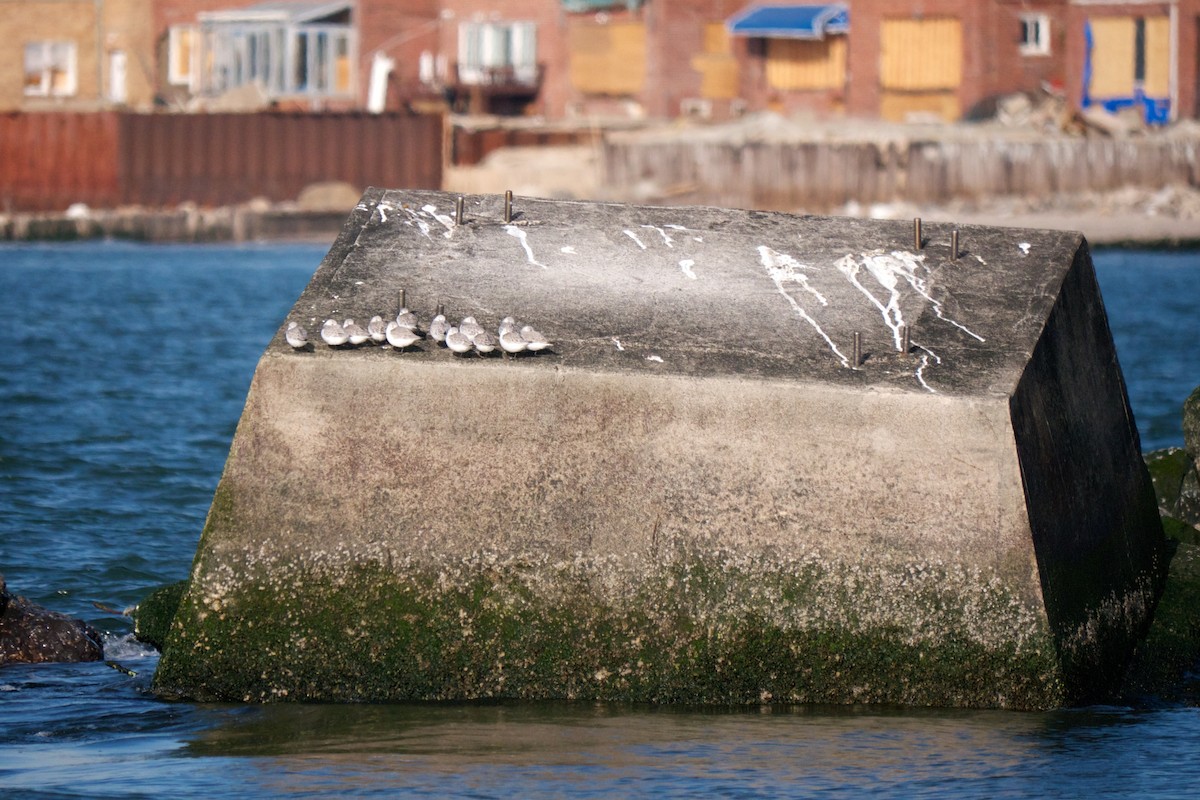 Bécasseau sanderling - ML80056471