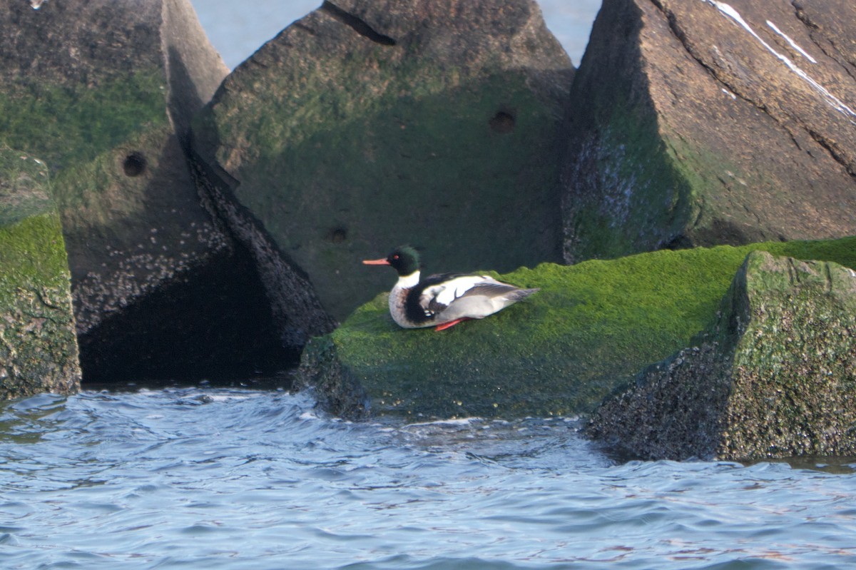 Red-breasted Merganser - ML80056521