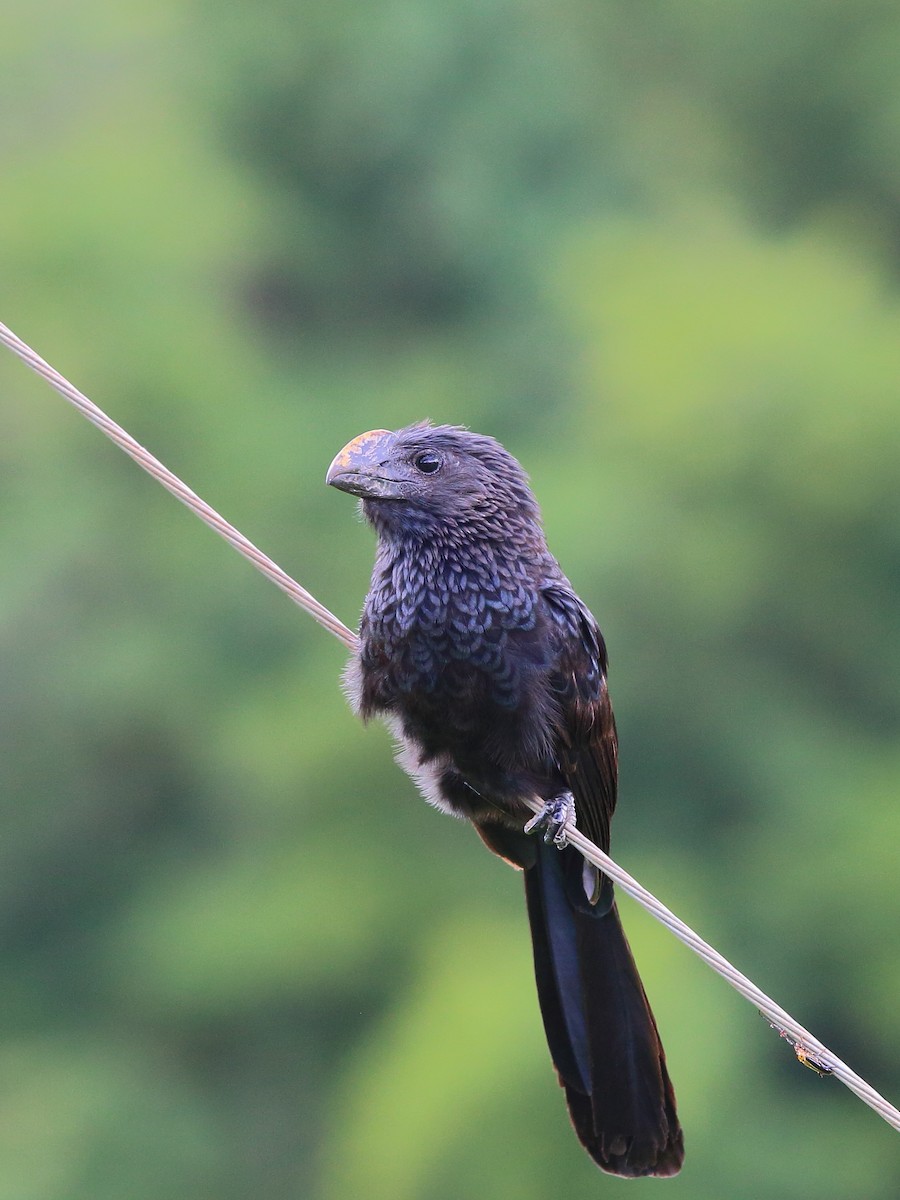 Smooth-billed Ani - ML80056651