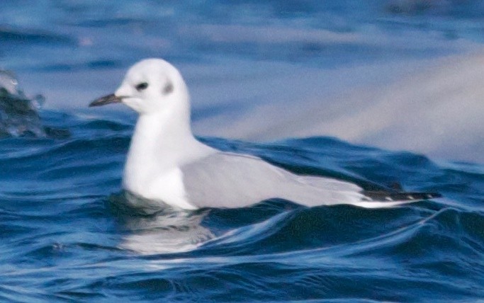 Mouette de Bonaparte - ML80056721