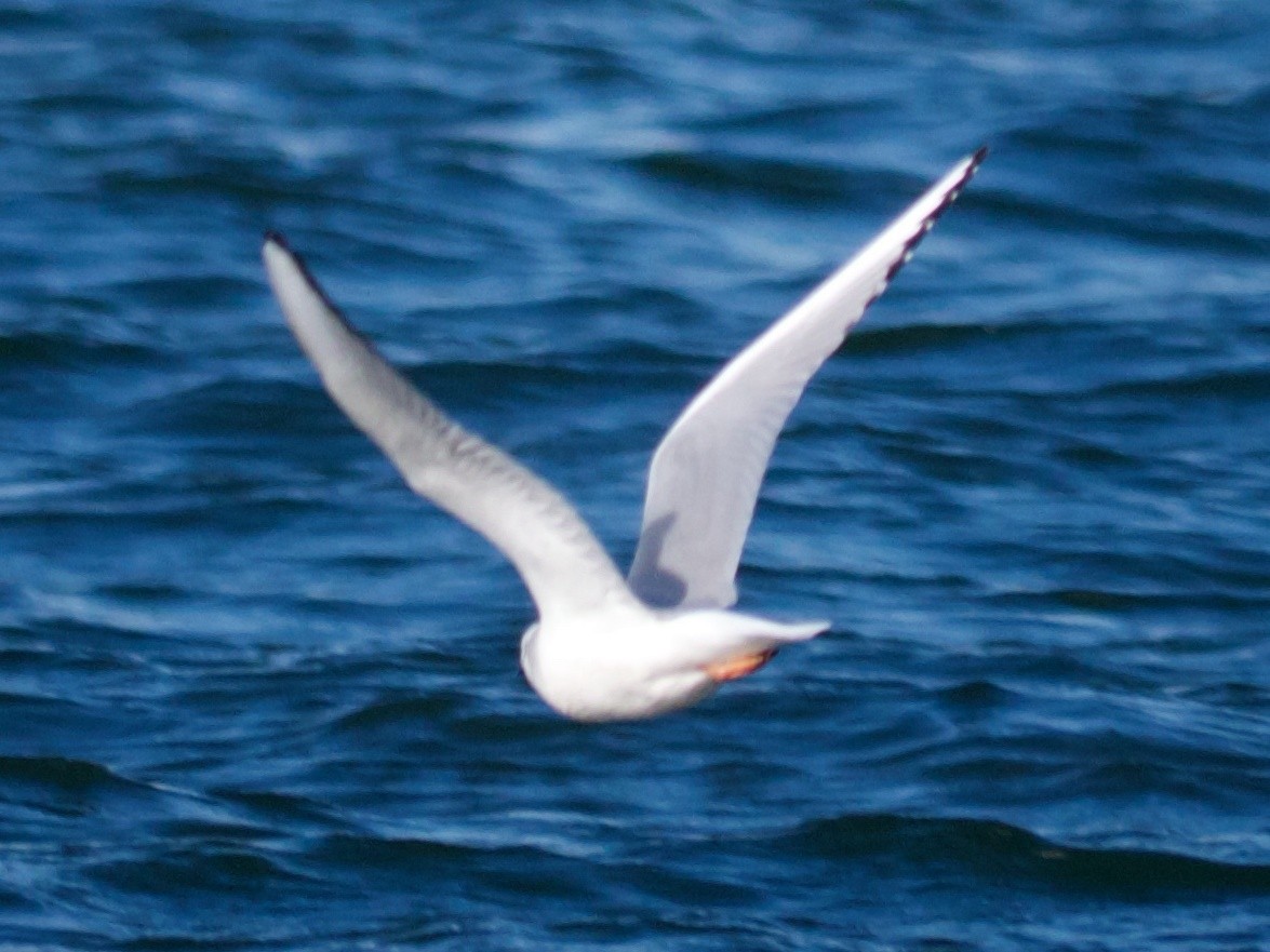 Bonaparte's Gull - ML80056731