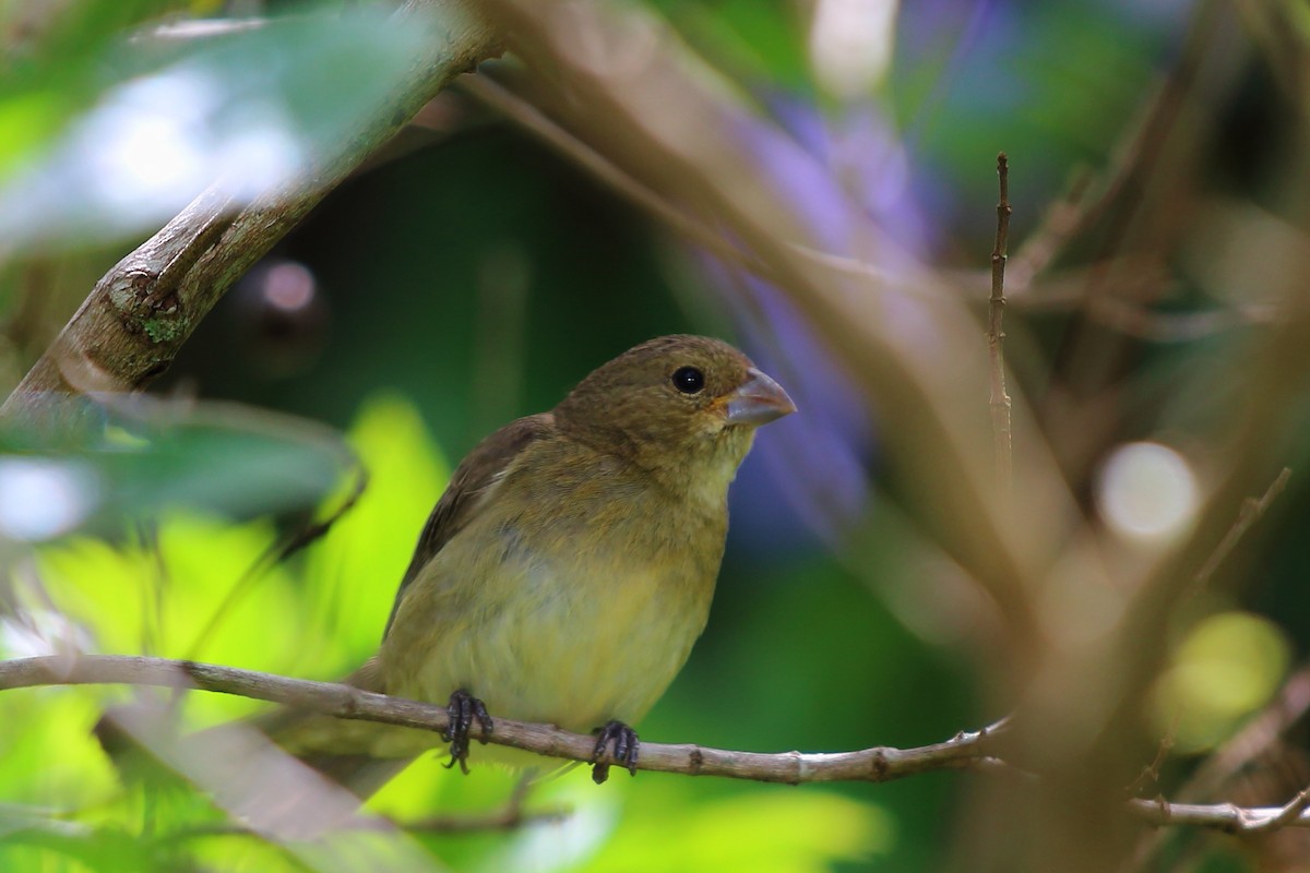 Double-collared Seedeater - Paulo Gusmão