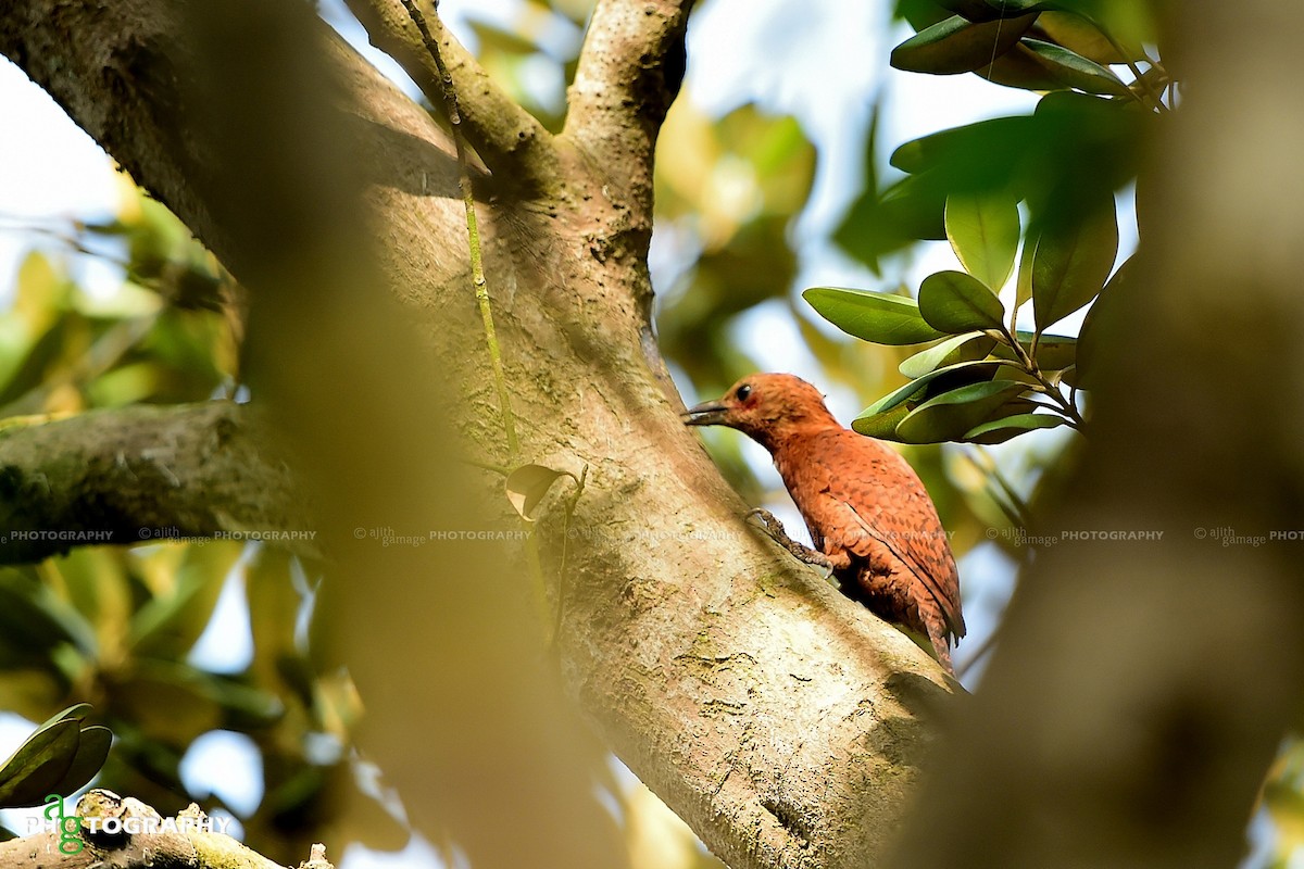 Rufous Woodpecker - ML80057501