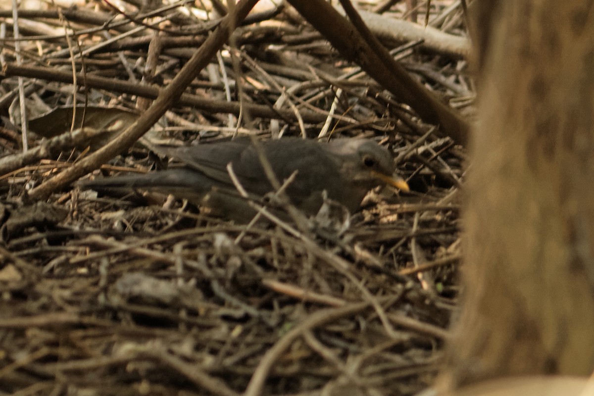 Tickell's Thrush - ML80057511