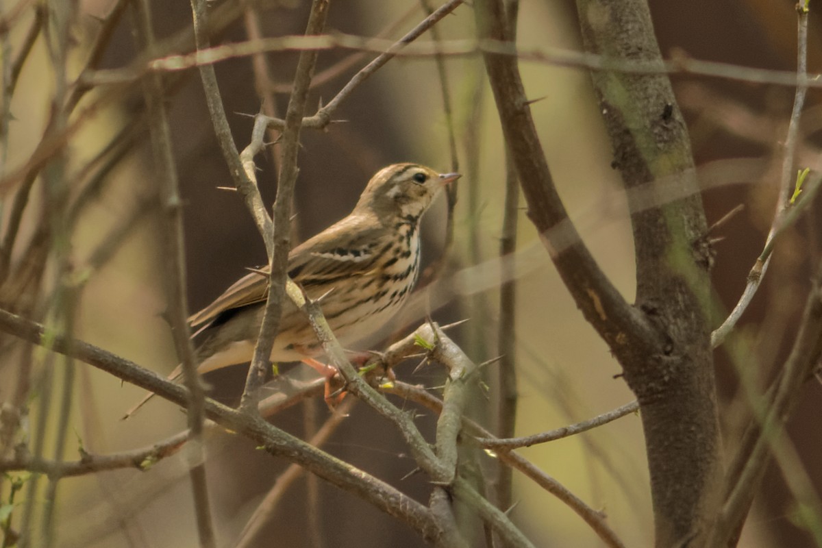 Olive-backed Pipit - ML80057591