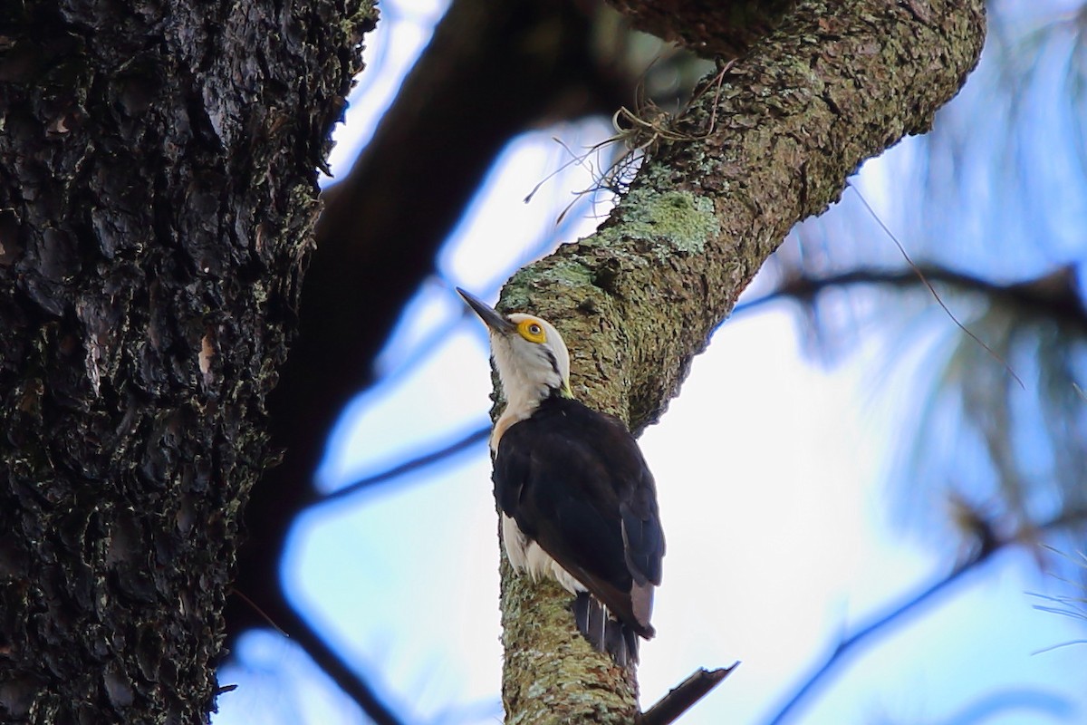 White Woodpecker - ML80057671