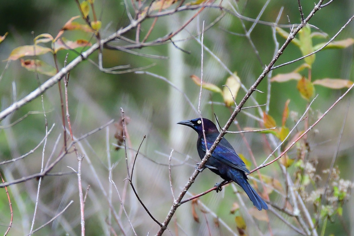 Common Grackle - Hugh Whelan