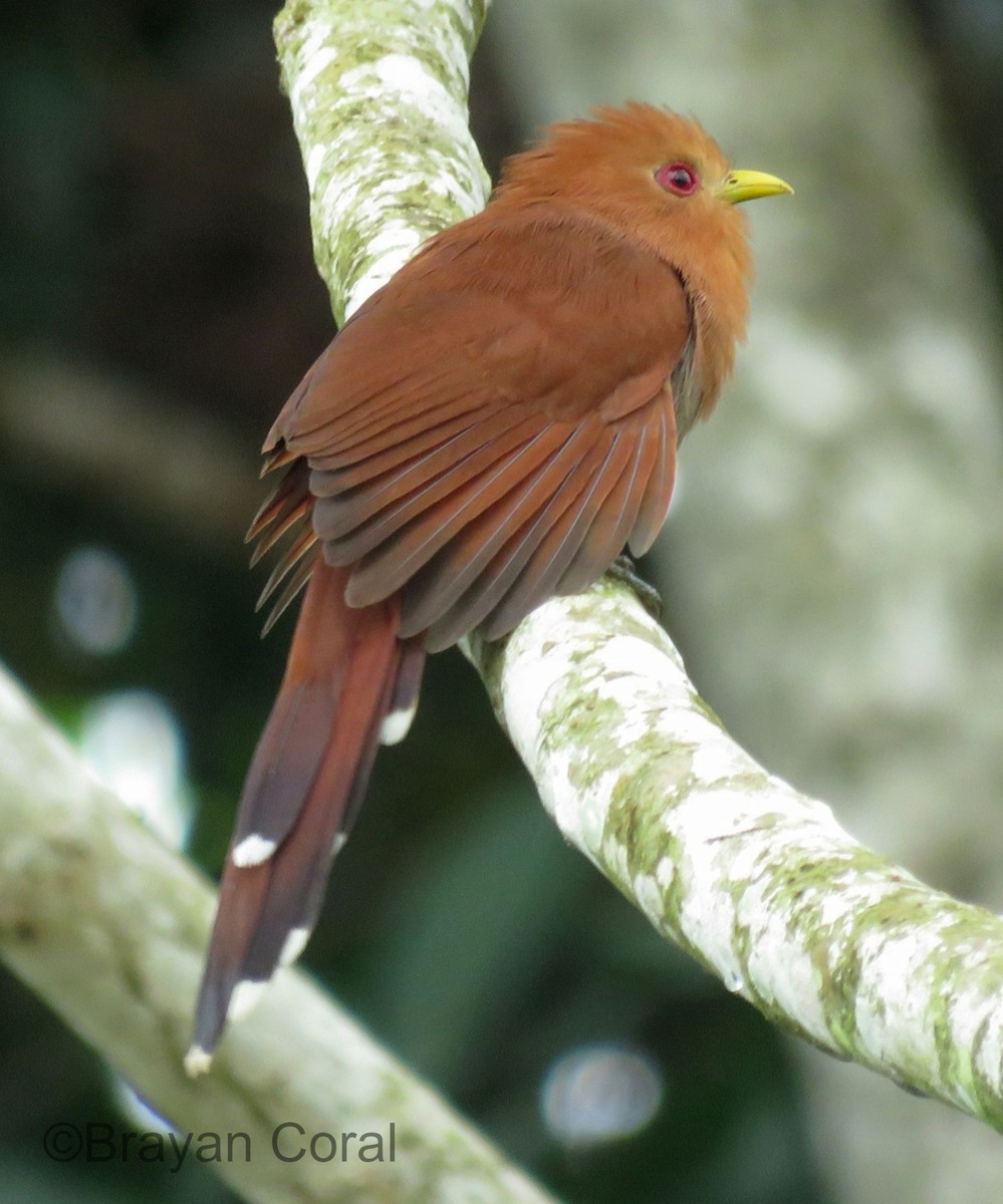 Little Cuckoo - ML80060391