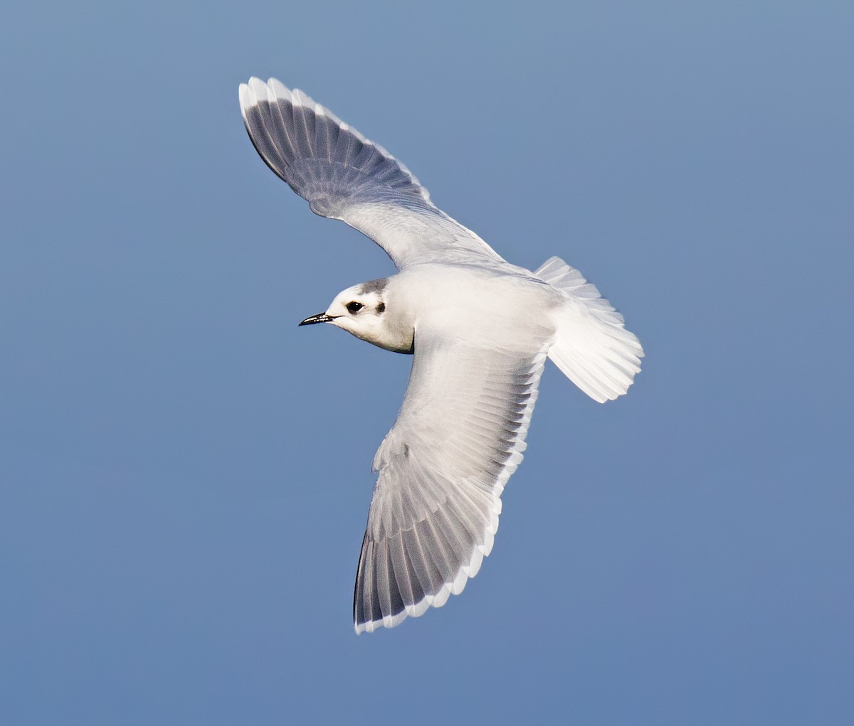 Little Gull - Darlene Friedman