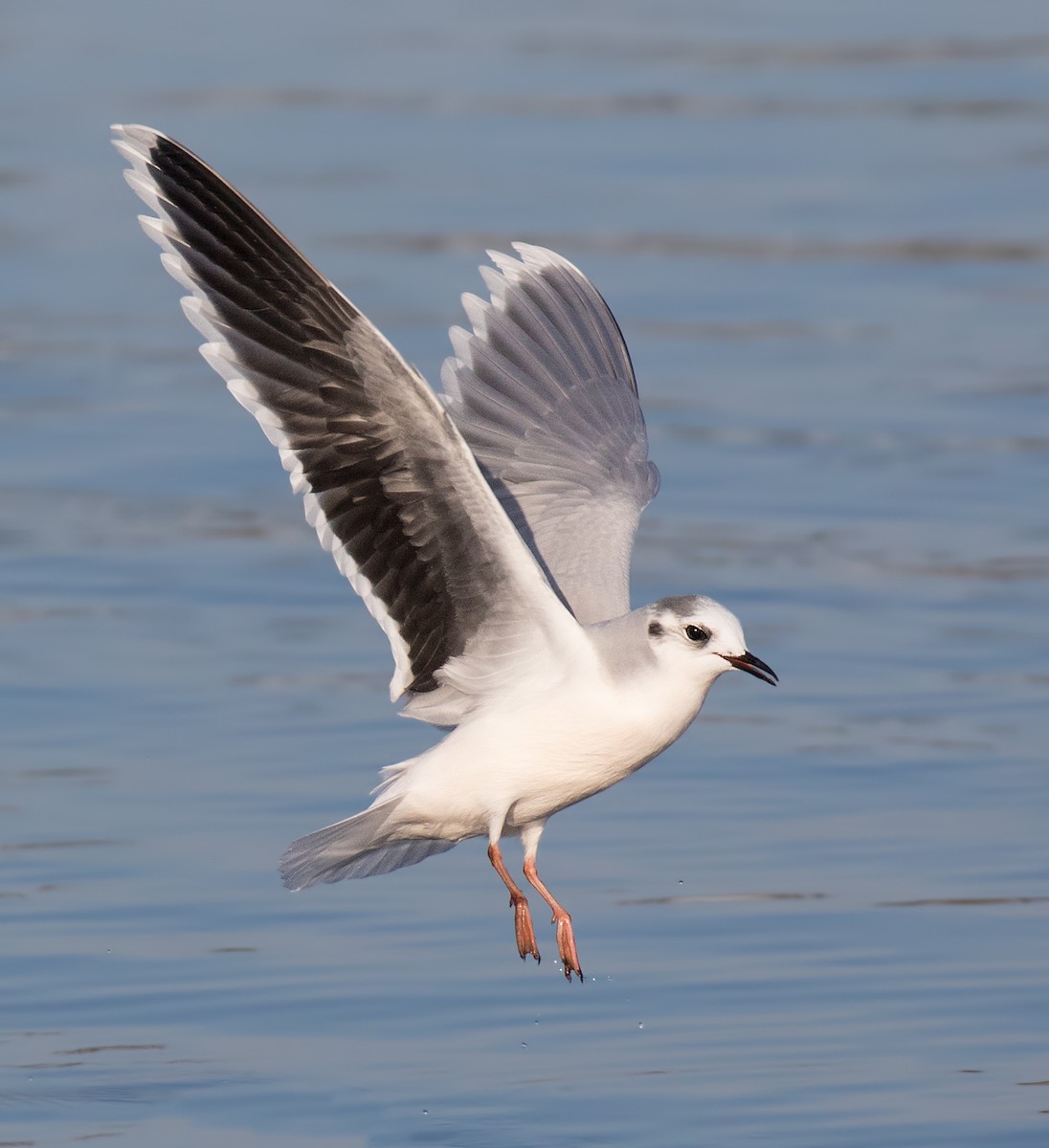 Little Gull - Darlene Friedman