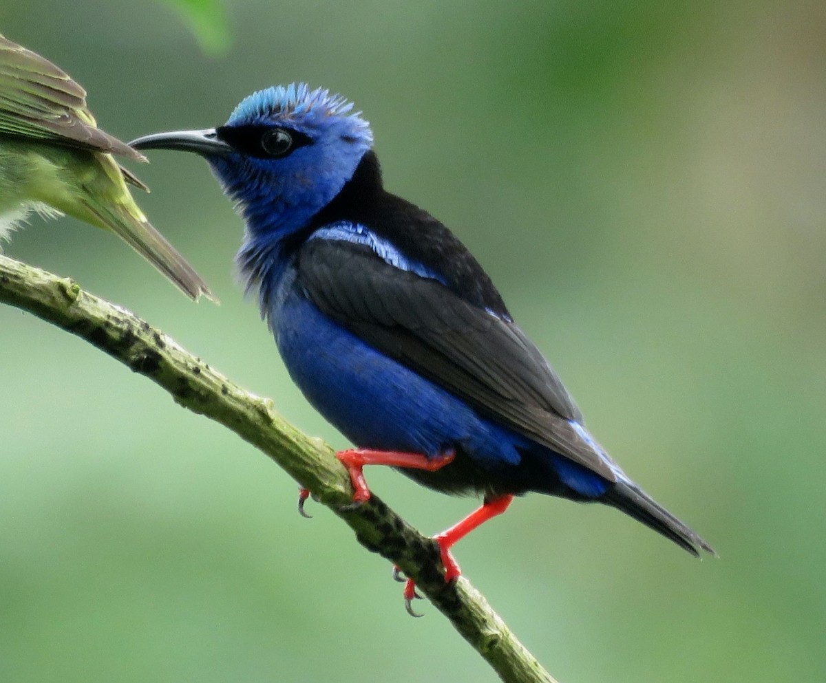 Red-legged Honeycreeper - ML80061211