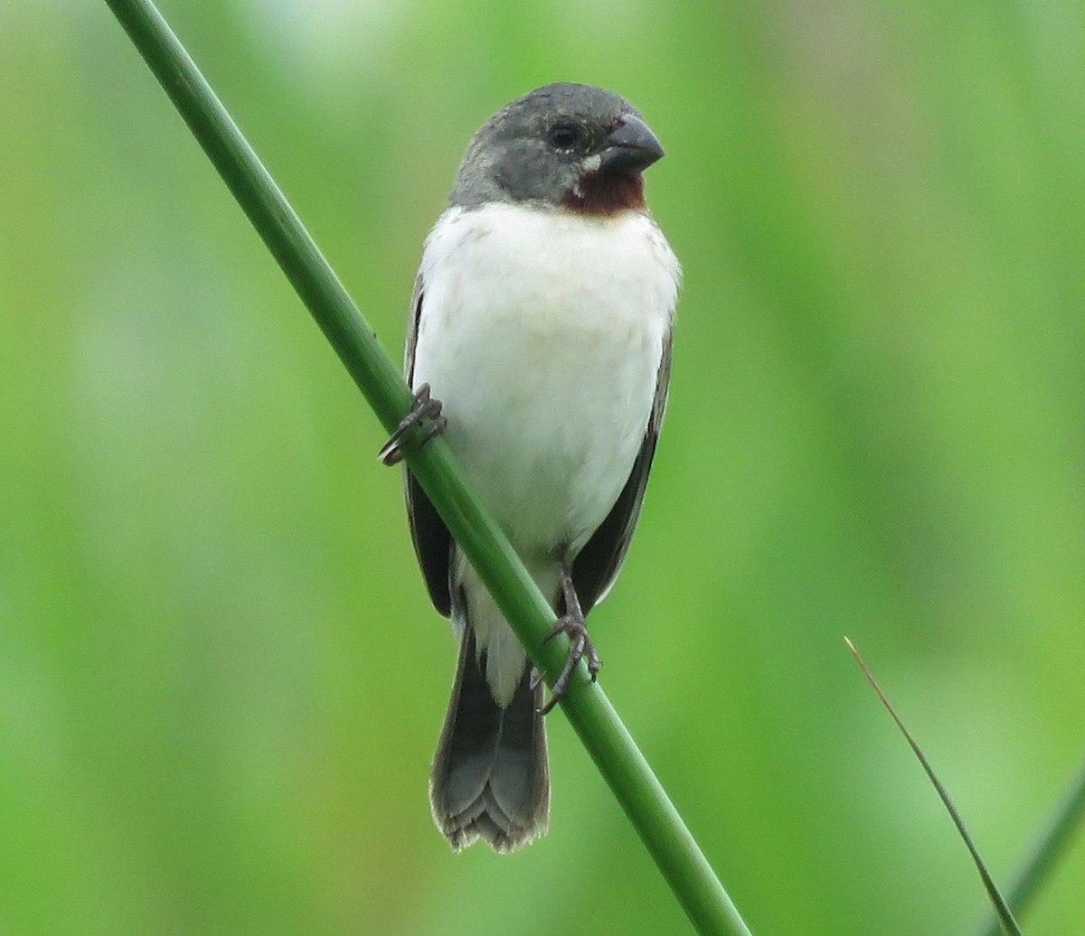 Chestnut-throated Seedeater - ML80061421