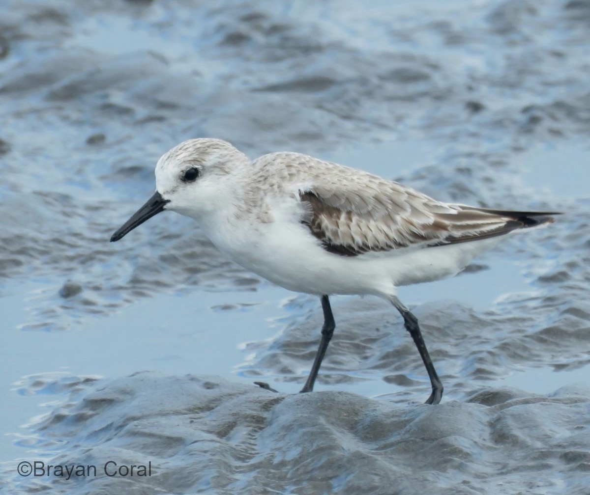 Sanderling - ML80061661