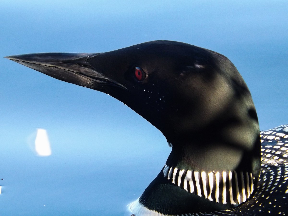 Common Loon - Sage Levy