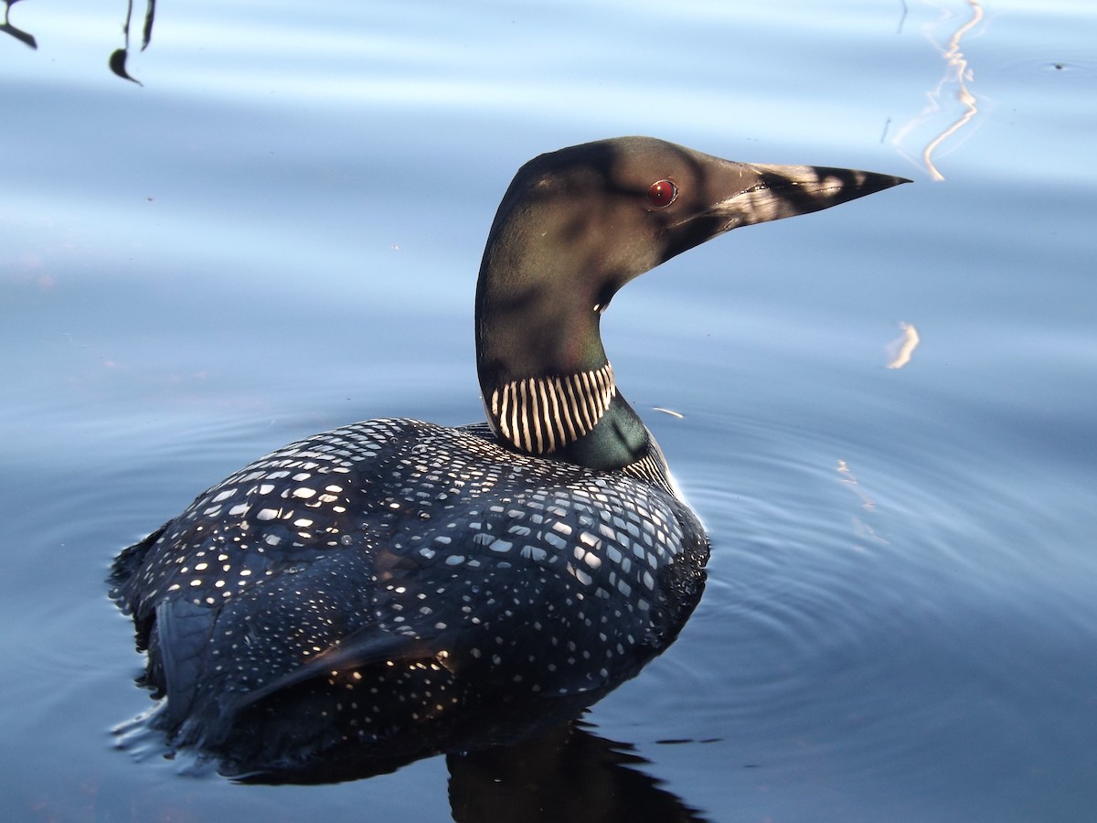 Common Loon - Sage Levy