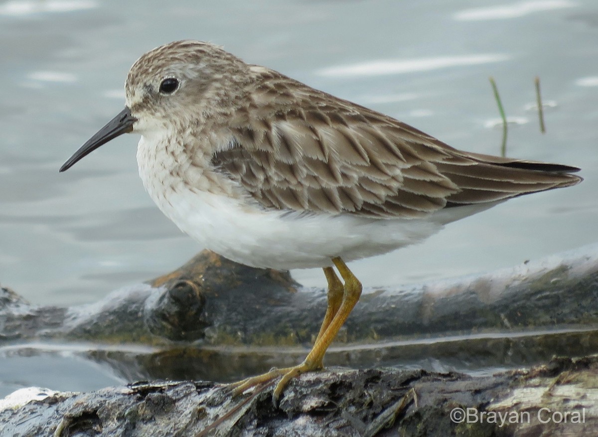 Least Sandpiper - ML80062651