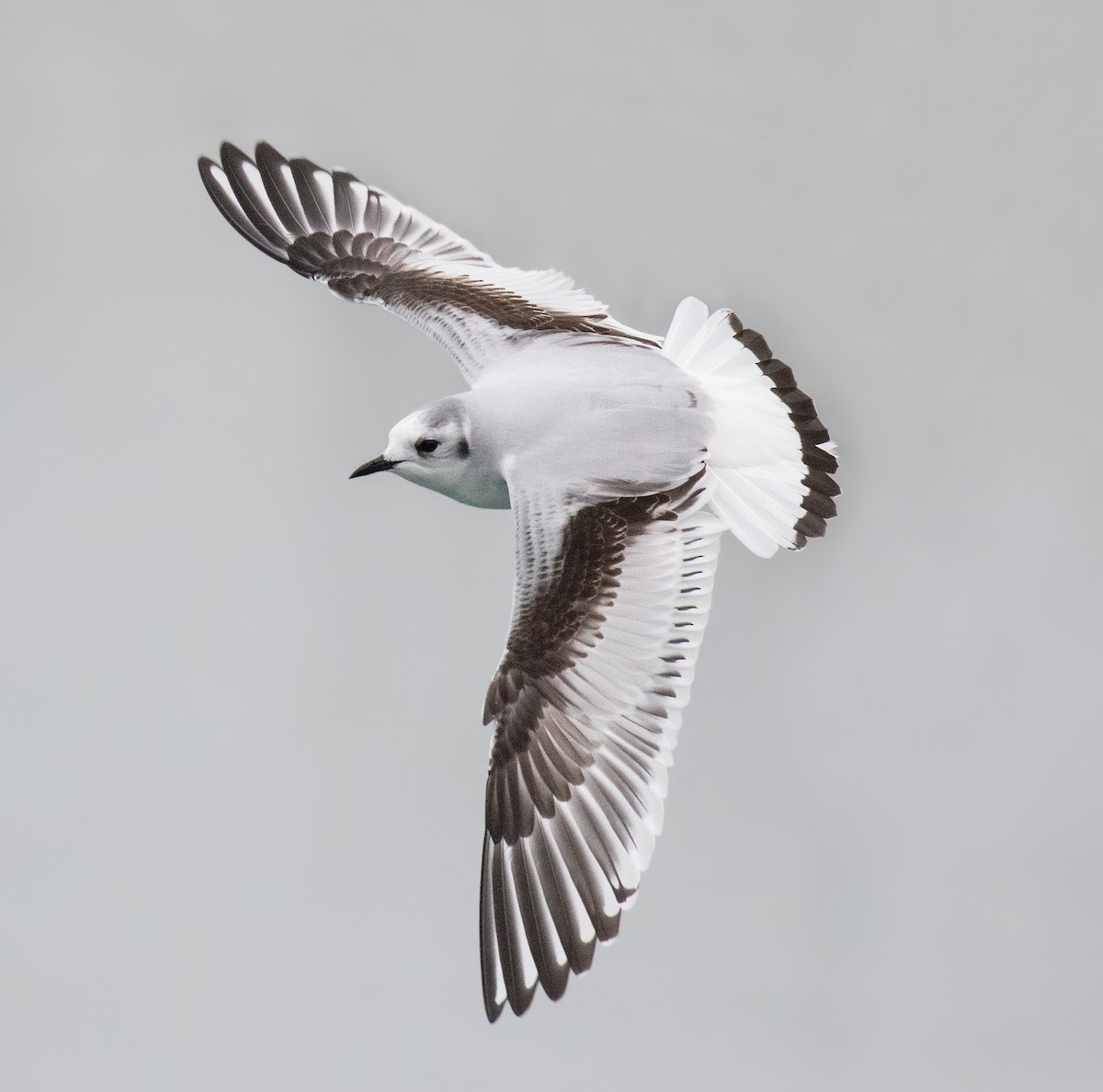Little Gull - Darlene Friedman