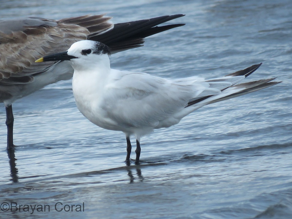 Sandwich Tern - ML80063251