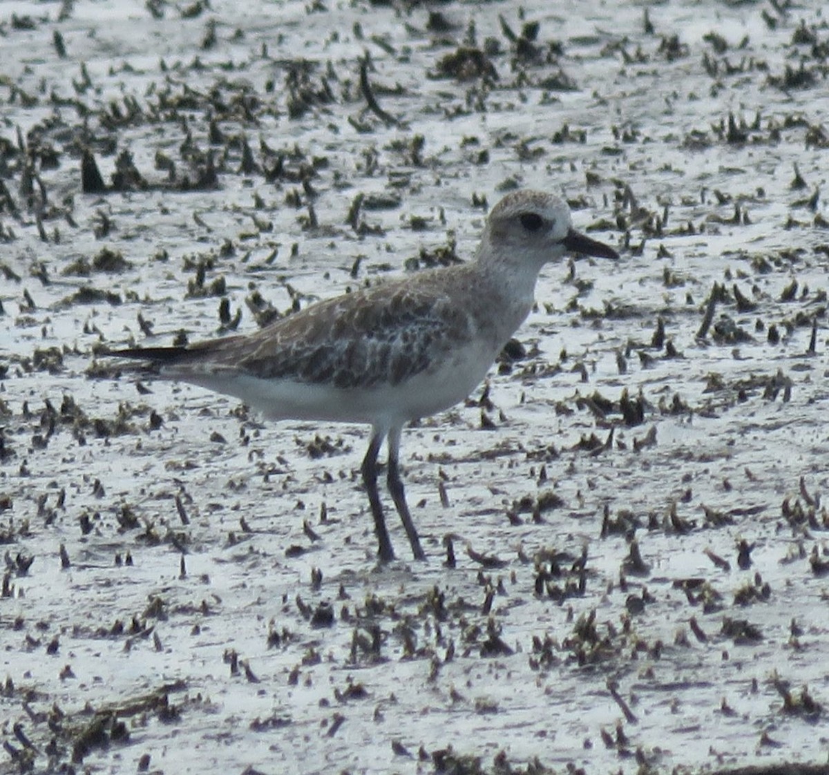 Black-bellied Plover - ML80063591