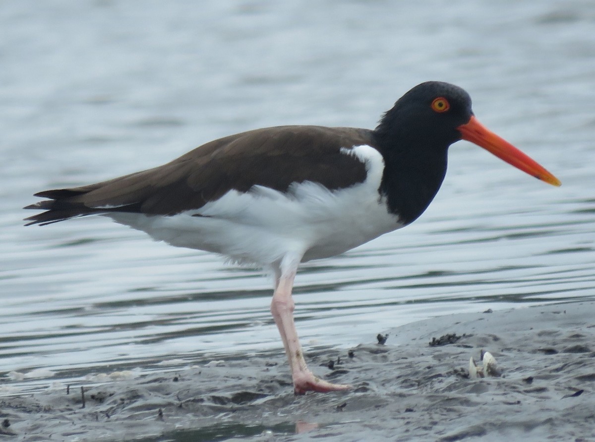 American Oystercatcher - ML80064181