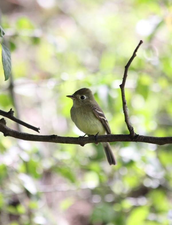 Western Flycatcher - ML80064651