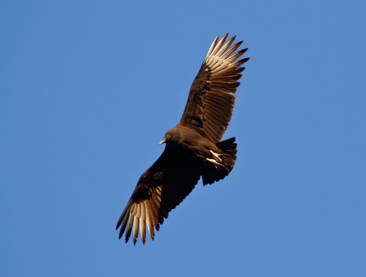 Black Vulture - Michael Brown