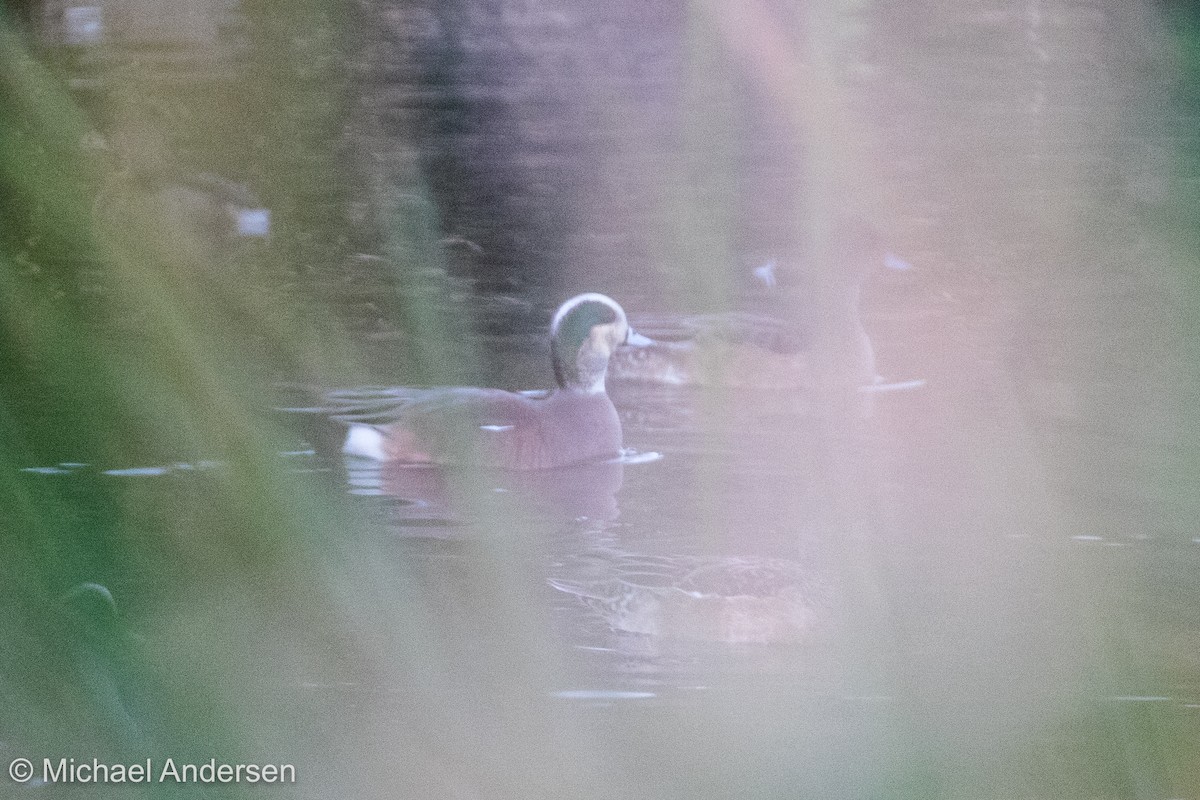 American Wigeon - ML80070421