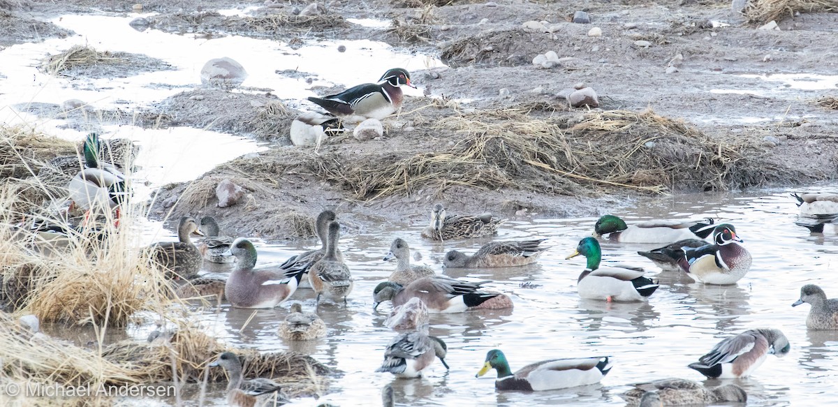 Wood Duck - Mike Andersen