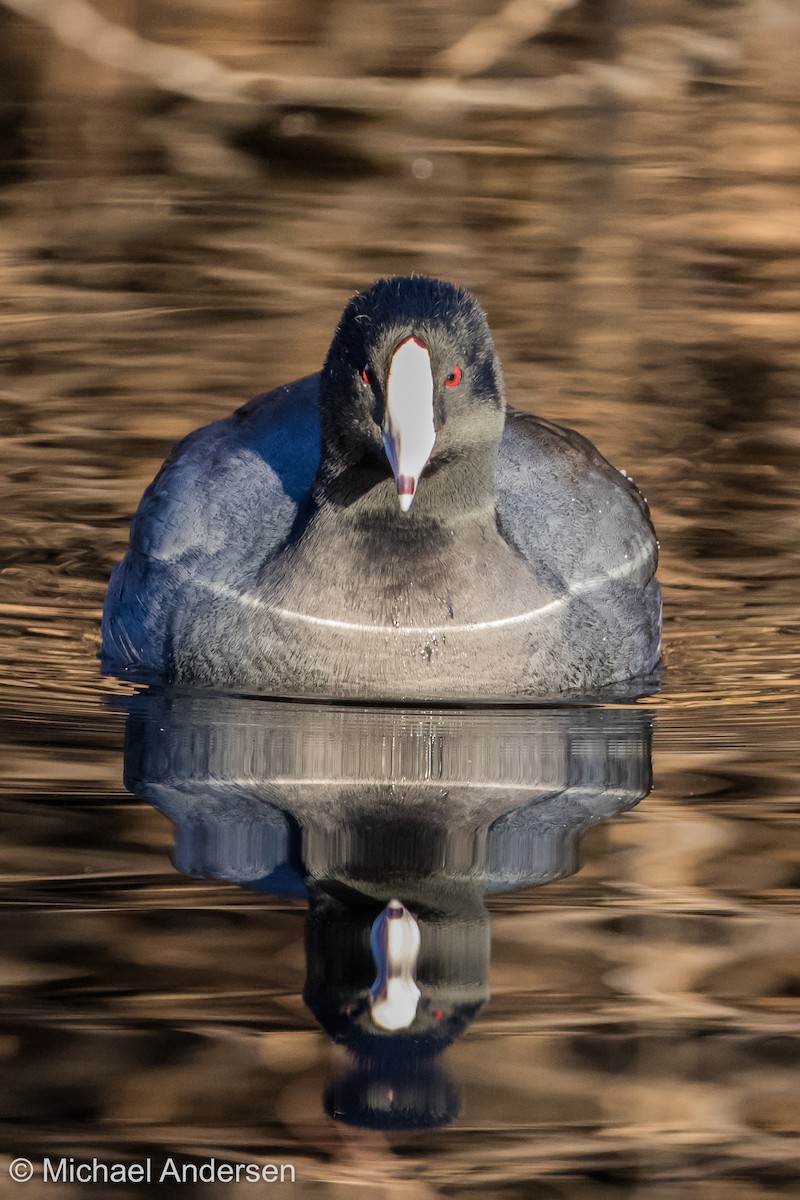 American Coot - ML80070541