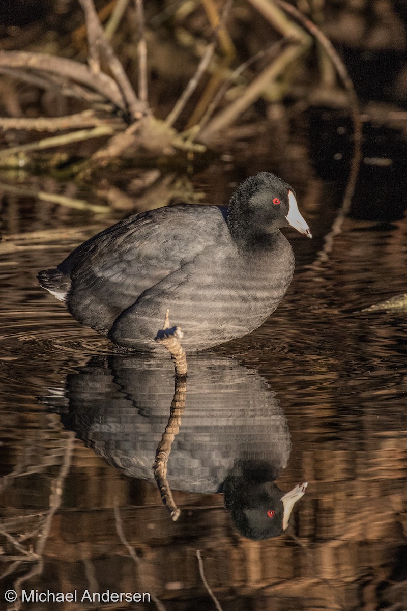 American Coot - ML80070741