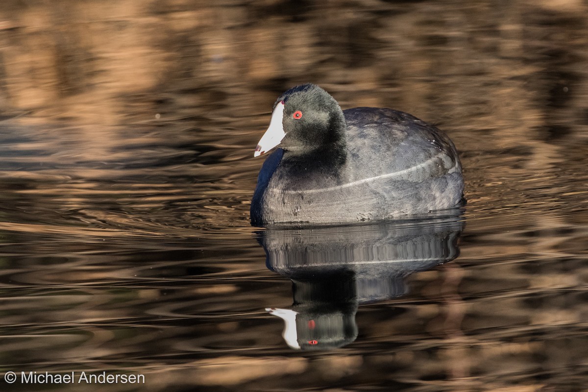 American Coot - ML80070881