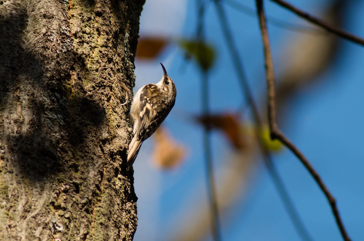 Brown Creeper - ML80071091