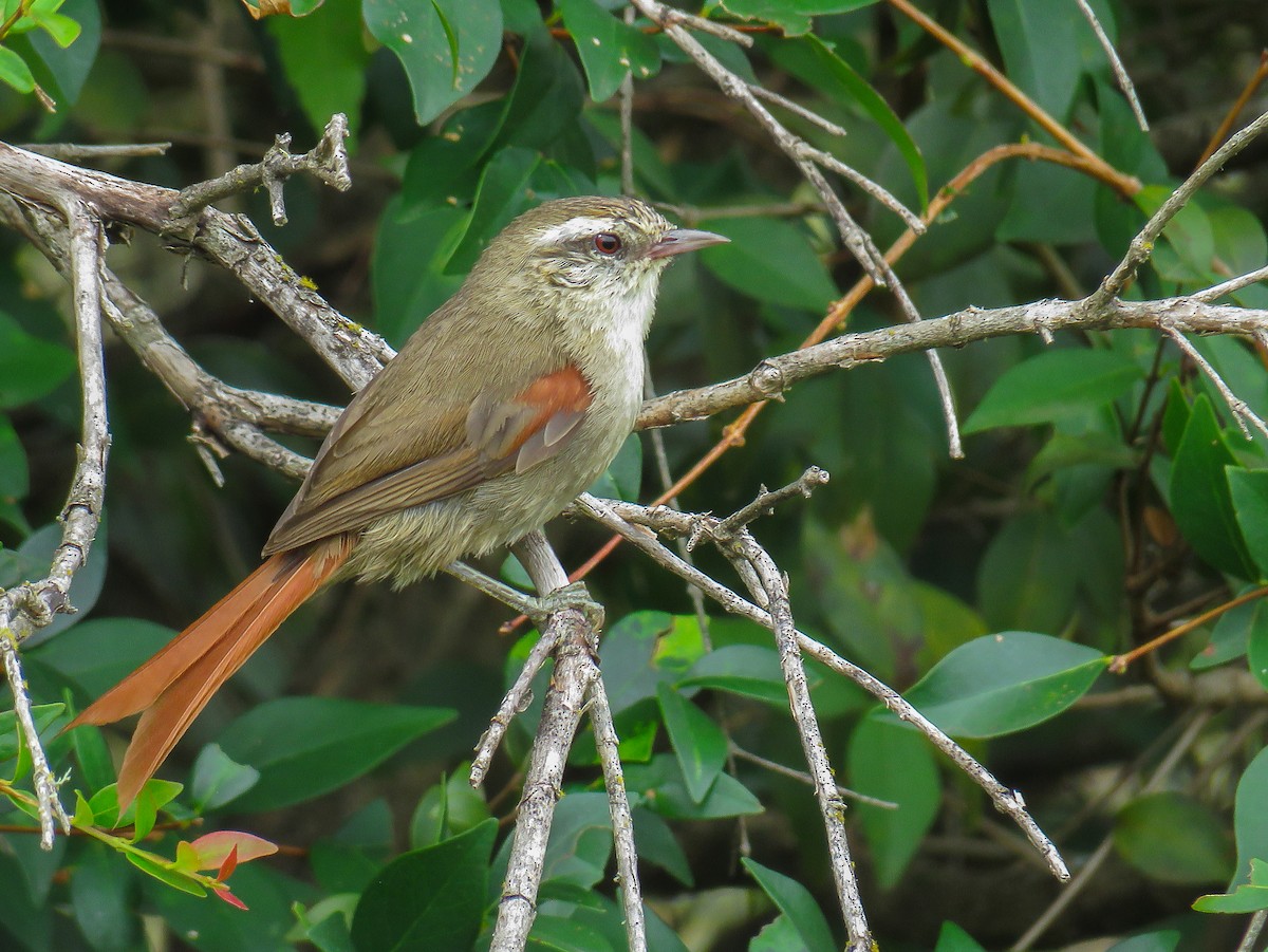 Stripe-crowned Spinetail - Raphael Kurz -  Aves do Sul