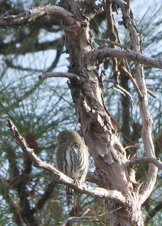 Northern Pygmy-Owl - Nina Jones